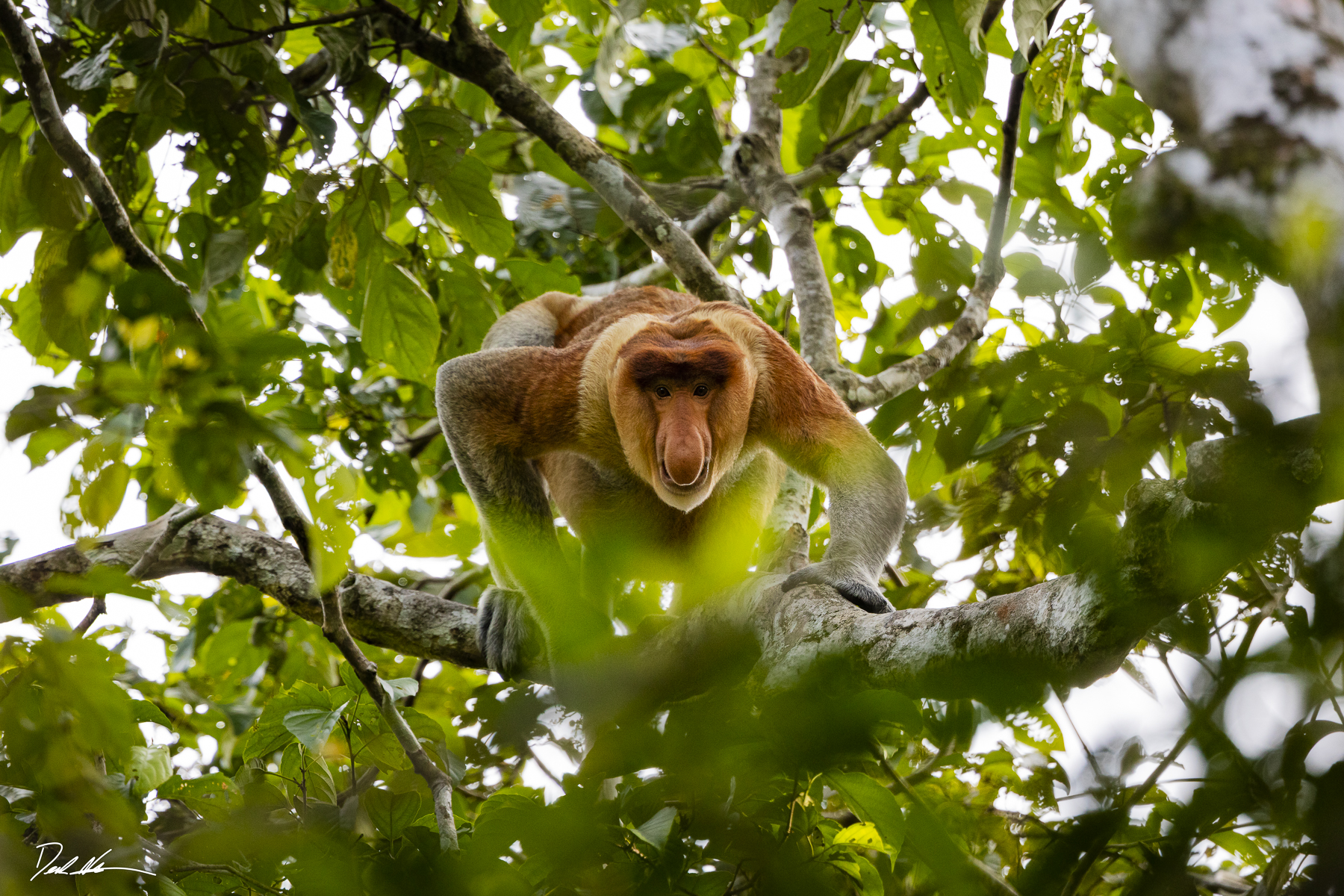 Monkey in Borneo jungle
