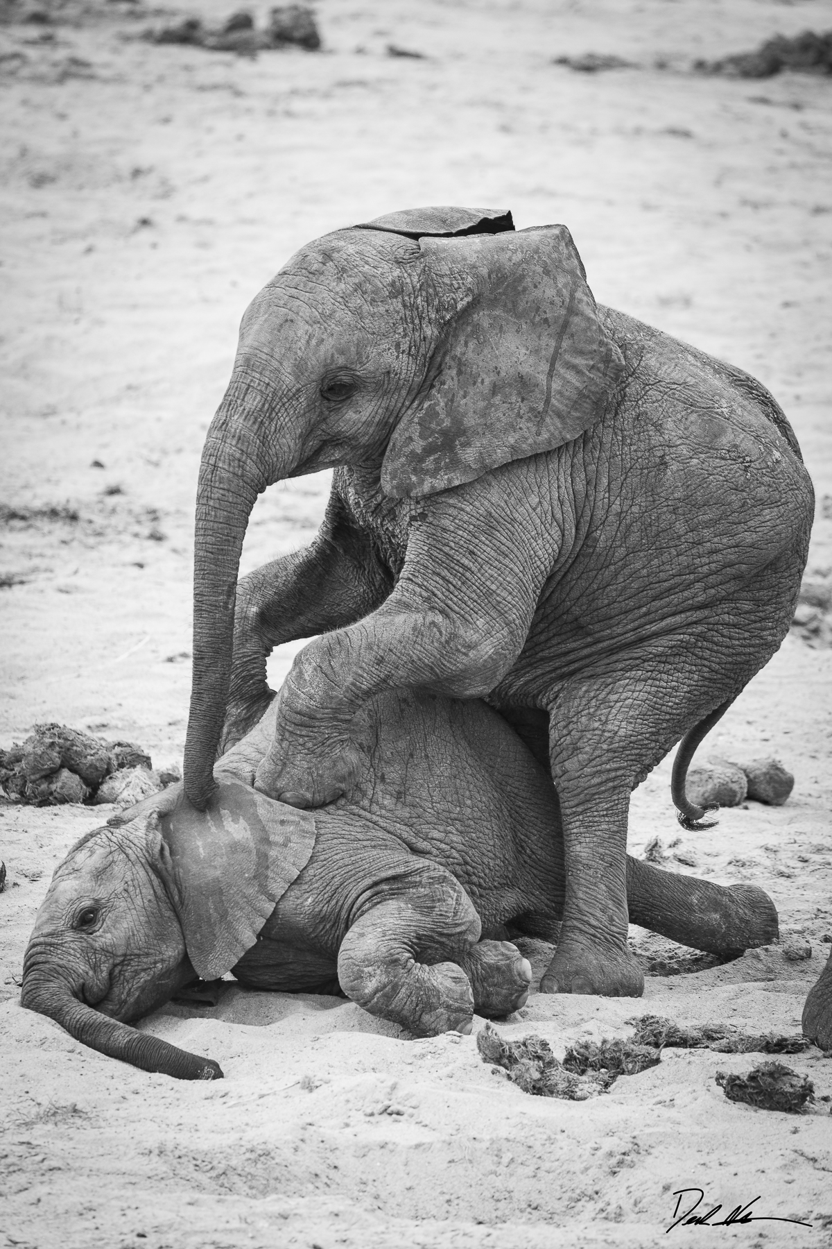 elephant family playing in tanzania