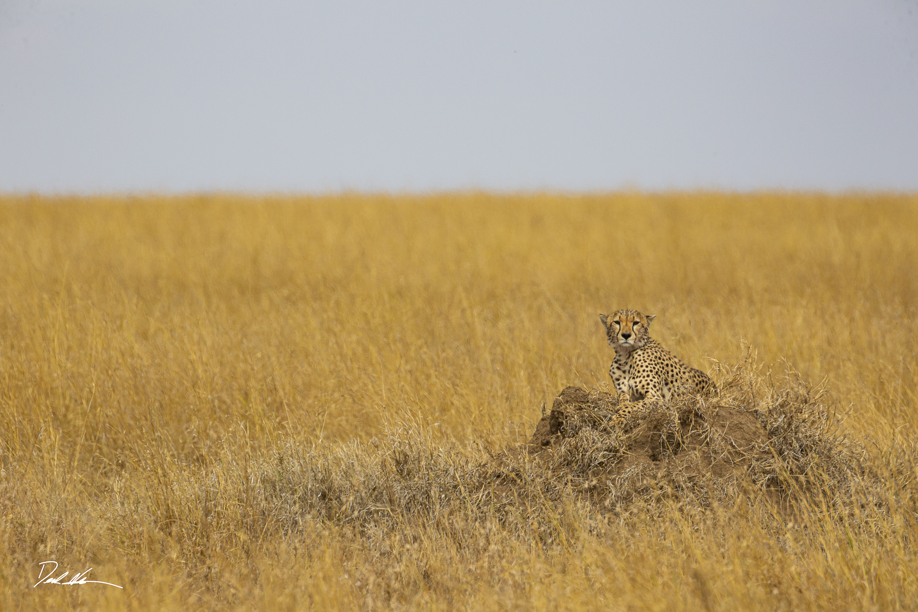 cheetah on serengeti in tanzania