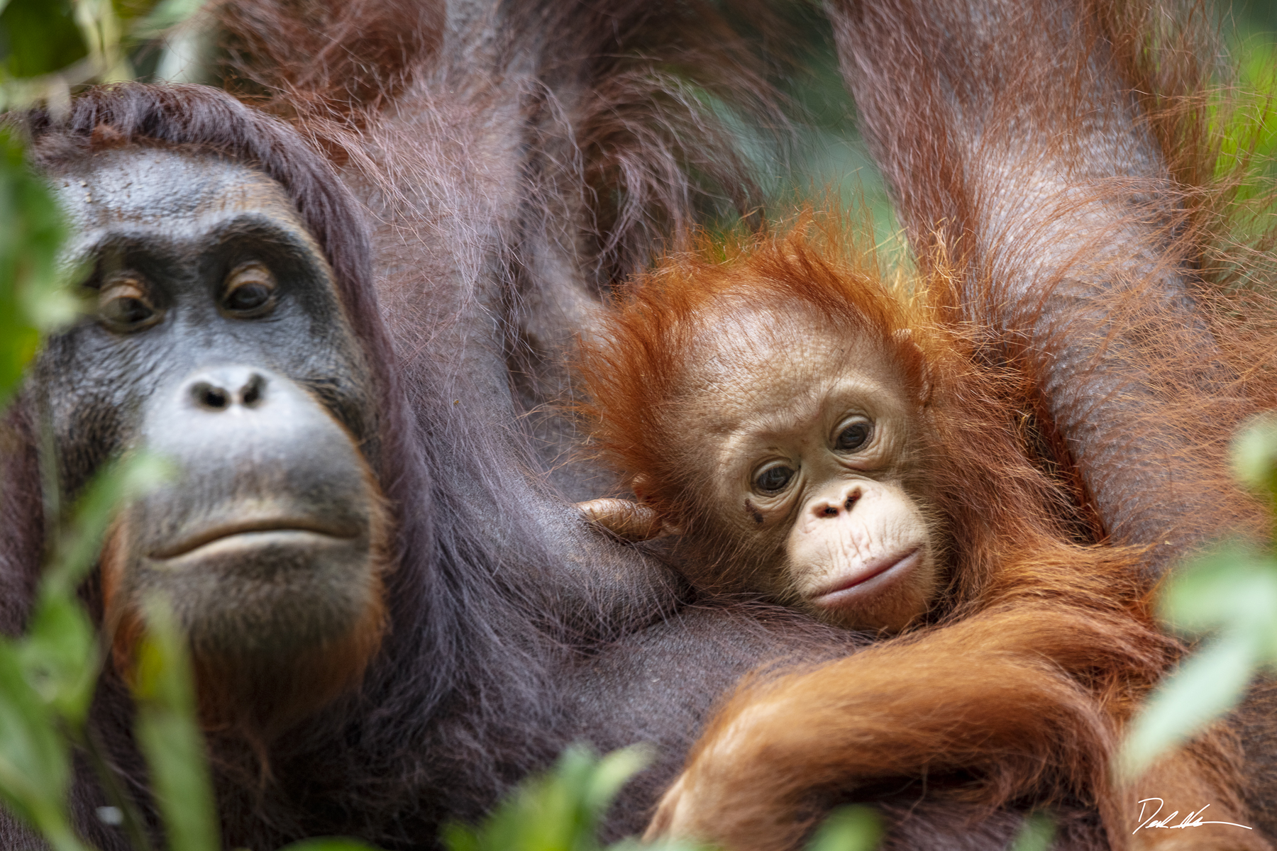 Baby orangutan Borneo