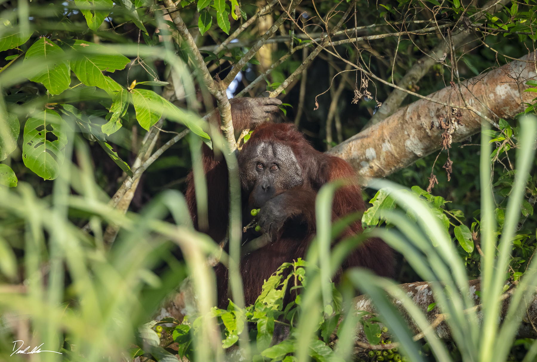 Orangutan in Borneo looking at deforestation