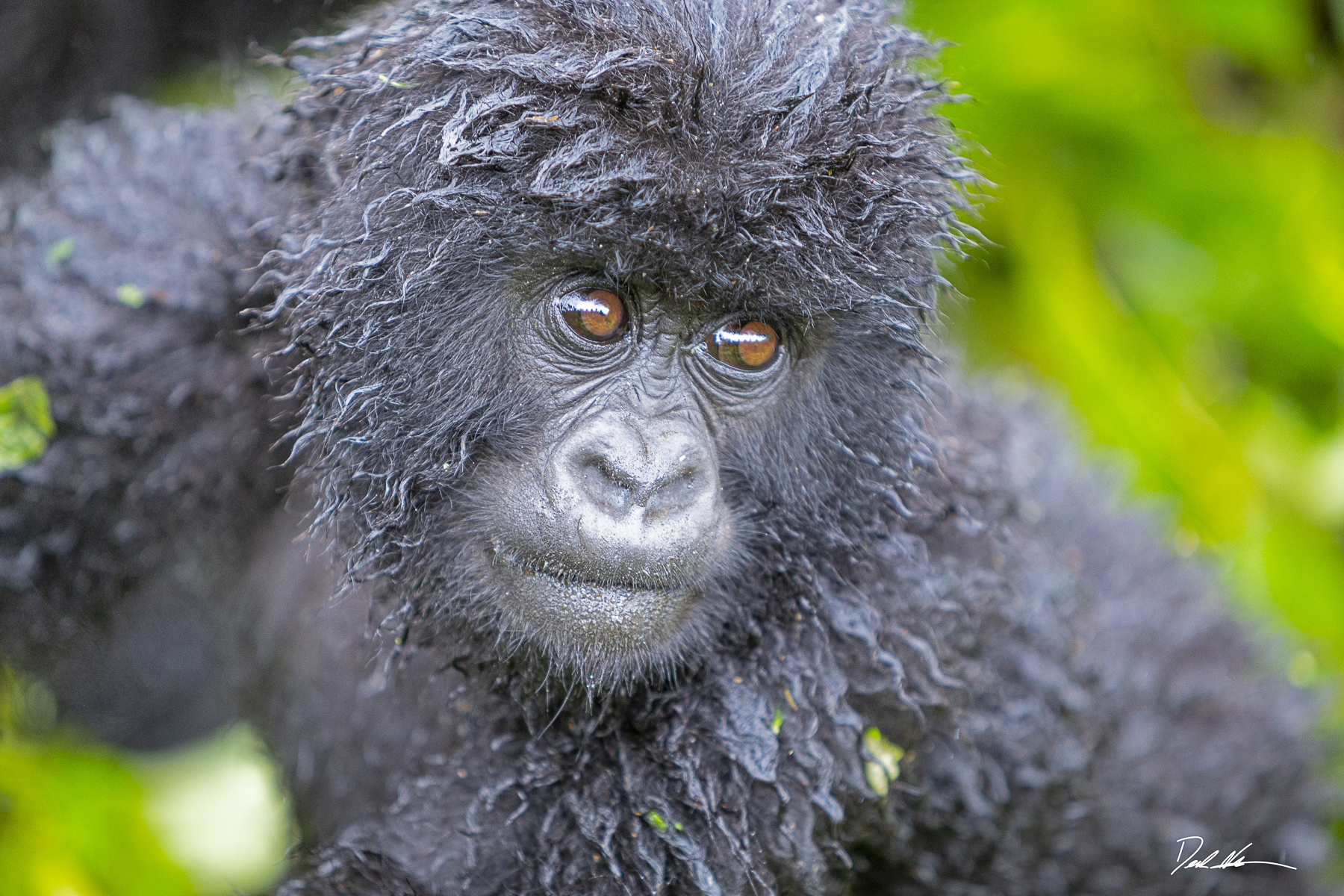 Baby gorilla Rwanda