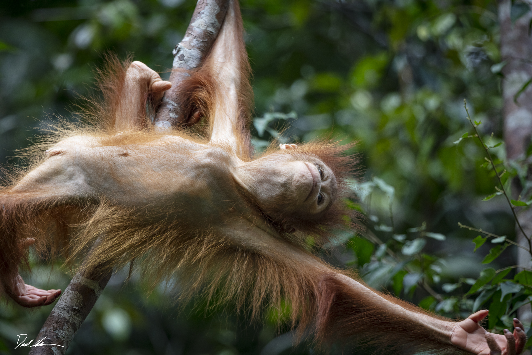 Baby orangutan in Borneo
