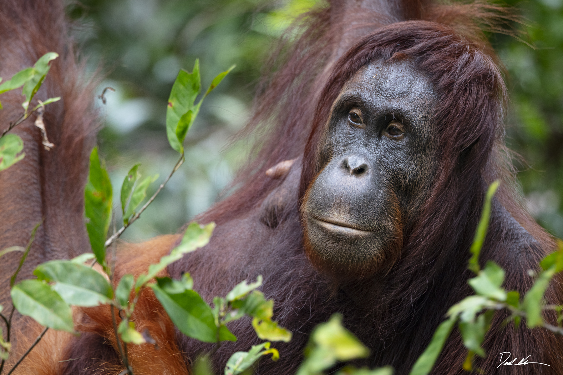 Orangutan grandma in Borneo