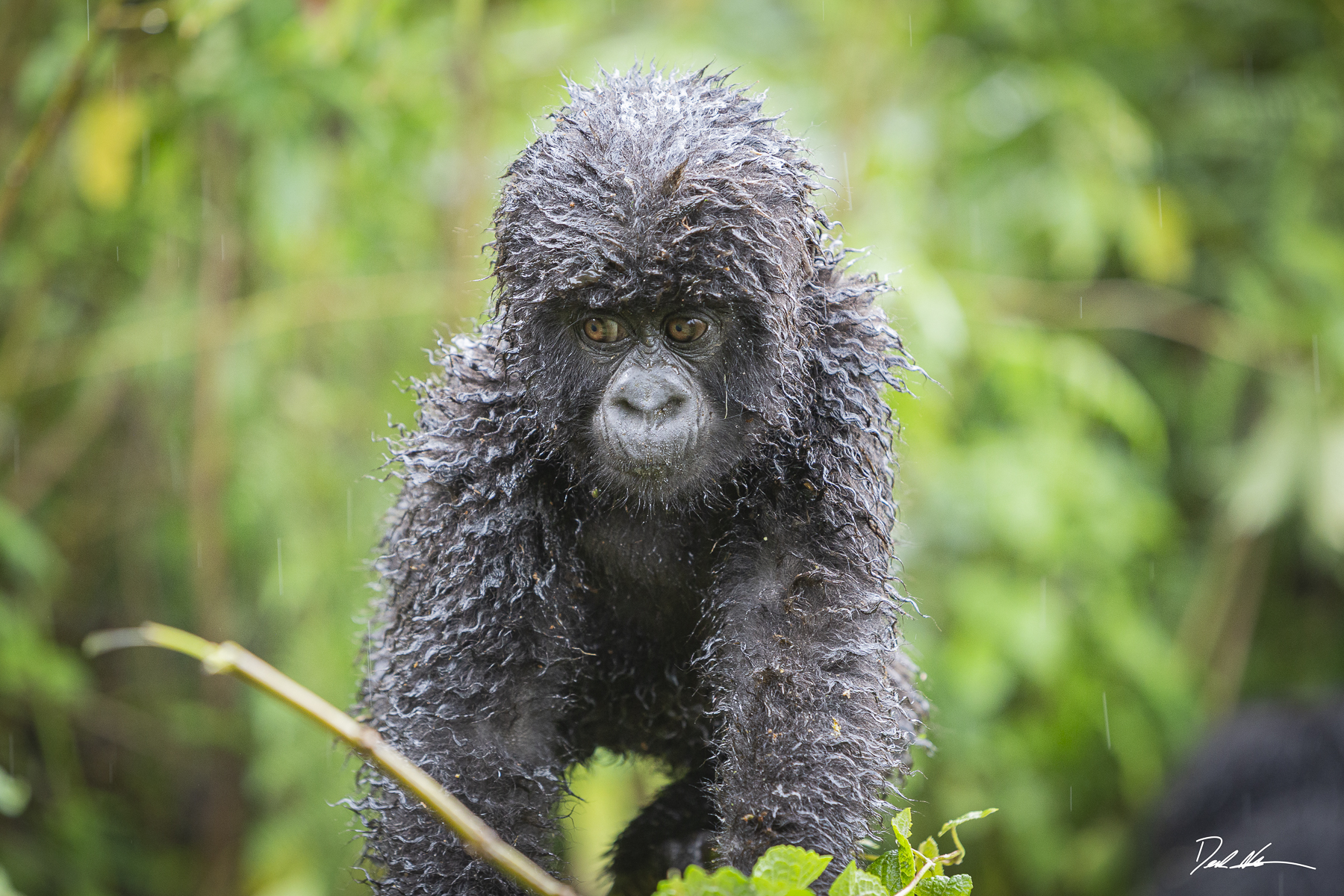 Gorilla baby in Rwanda
