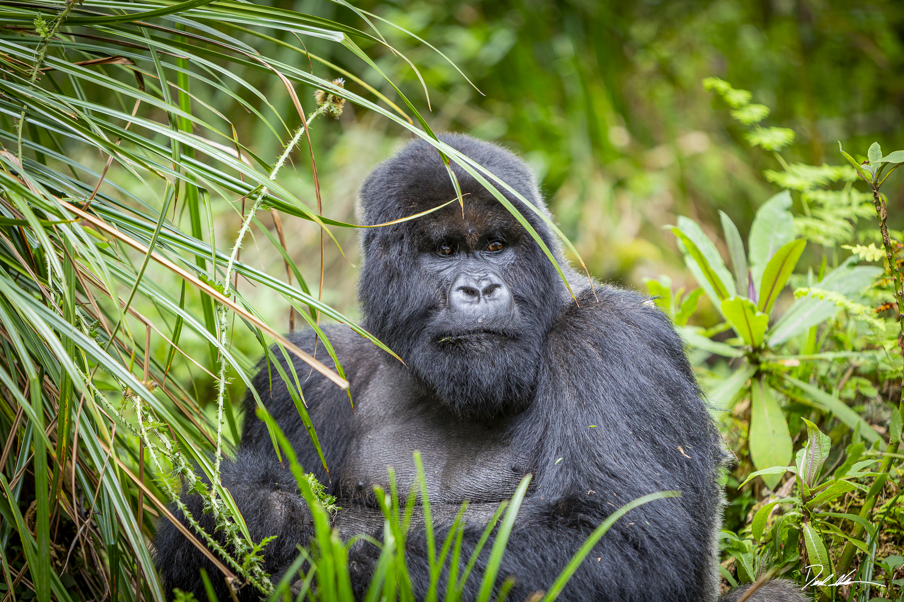 silverback gorilla in Rwanda