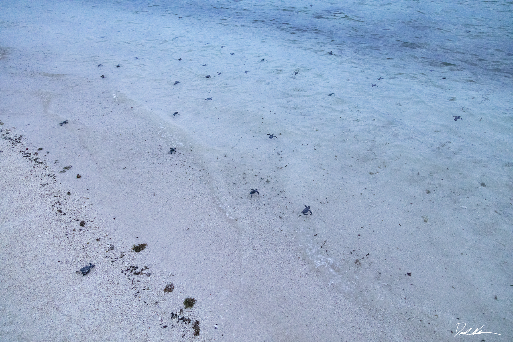 baby turtles walking into ocean