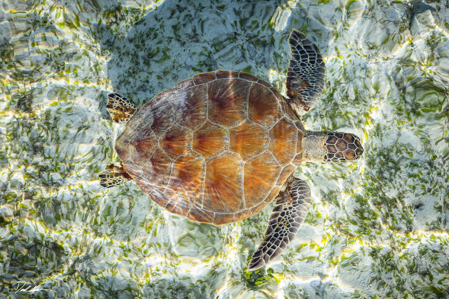 sea turtle in borneo