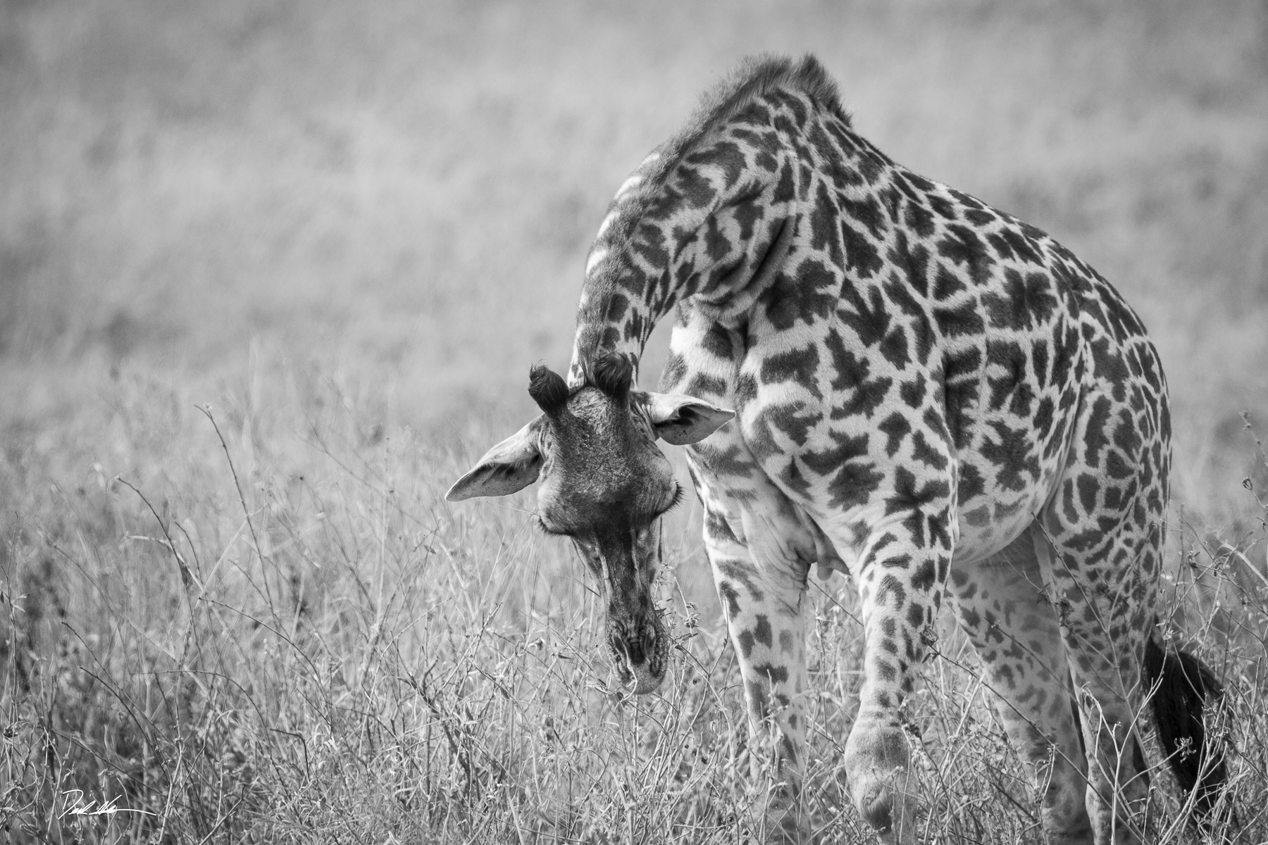 Giraffe on Serengeti