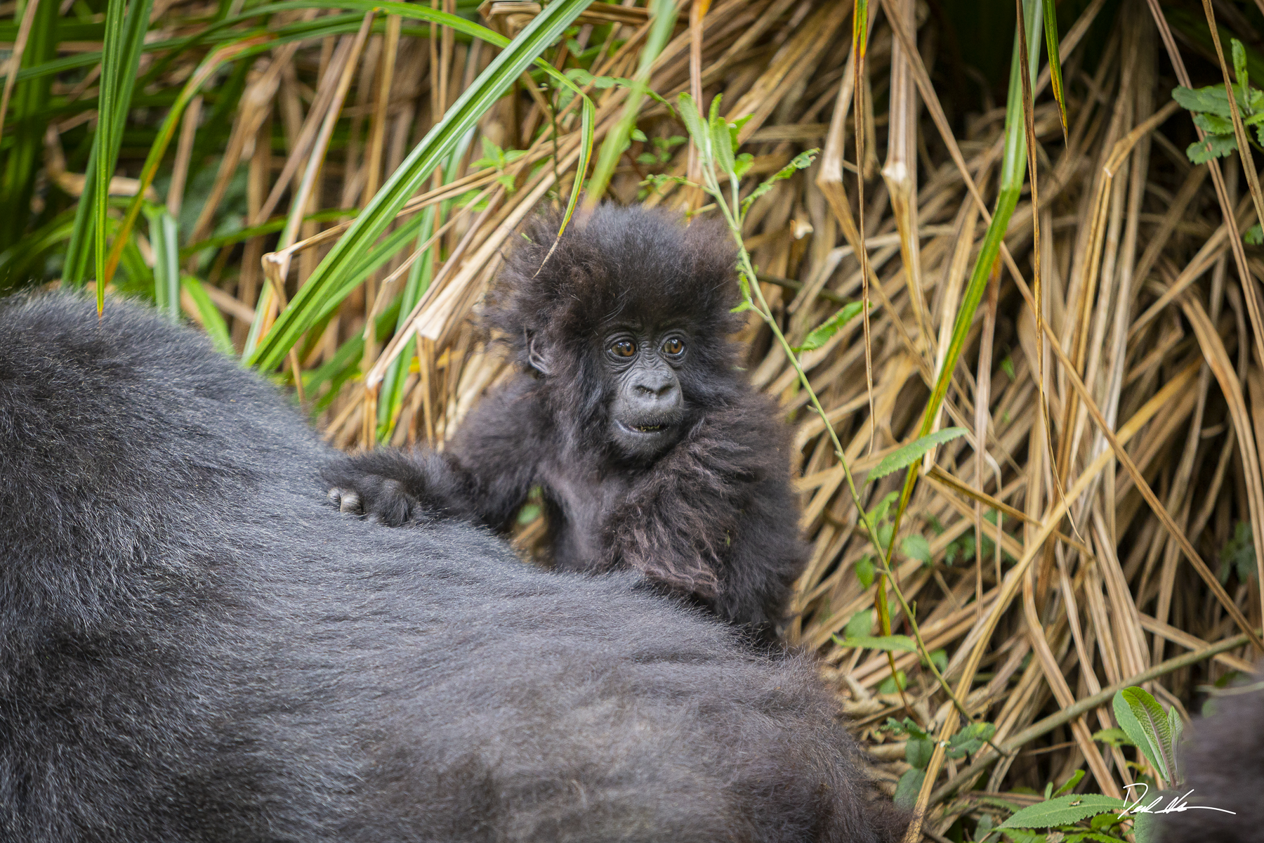 baby Gorilla in rwanda