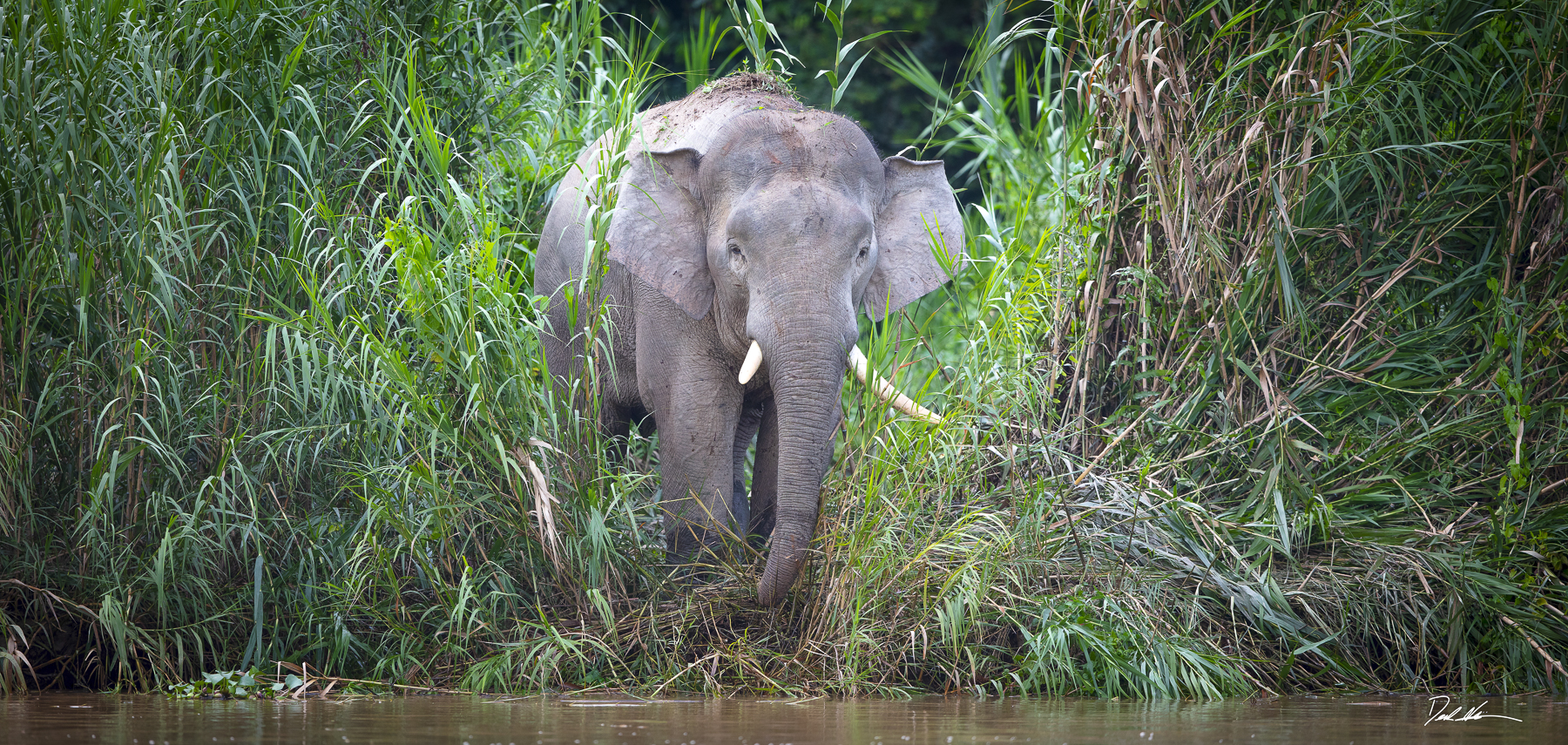 Elephant emerging from bush