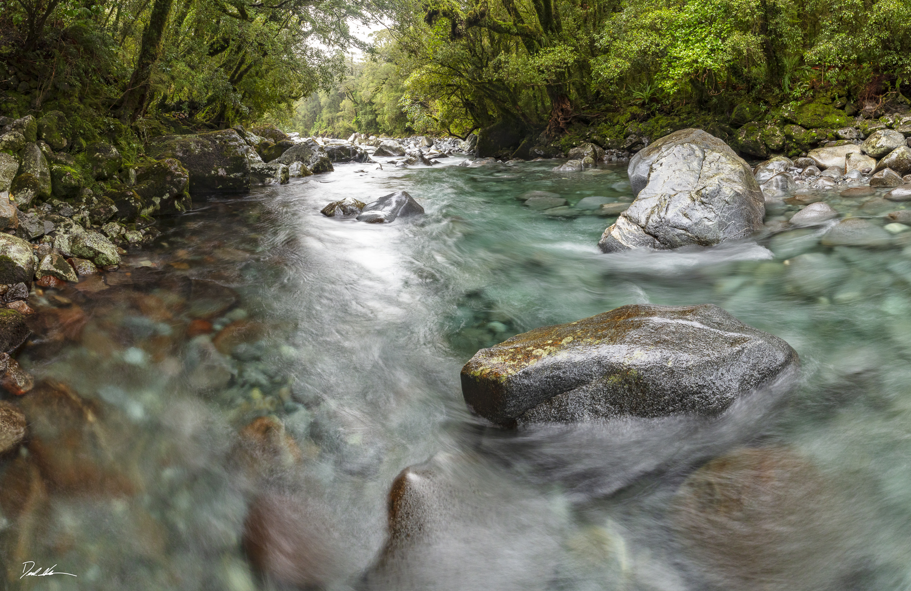 New Zealand river in the forest