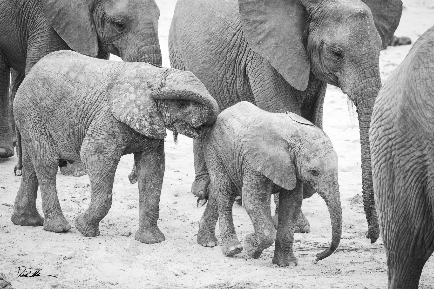Elephant family in Tanzania