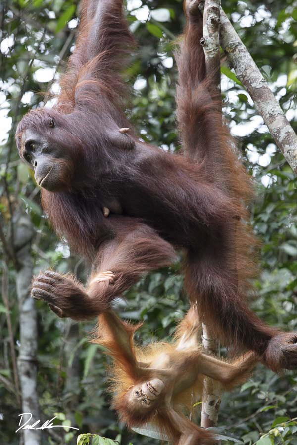 Orangutans hanging on branches