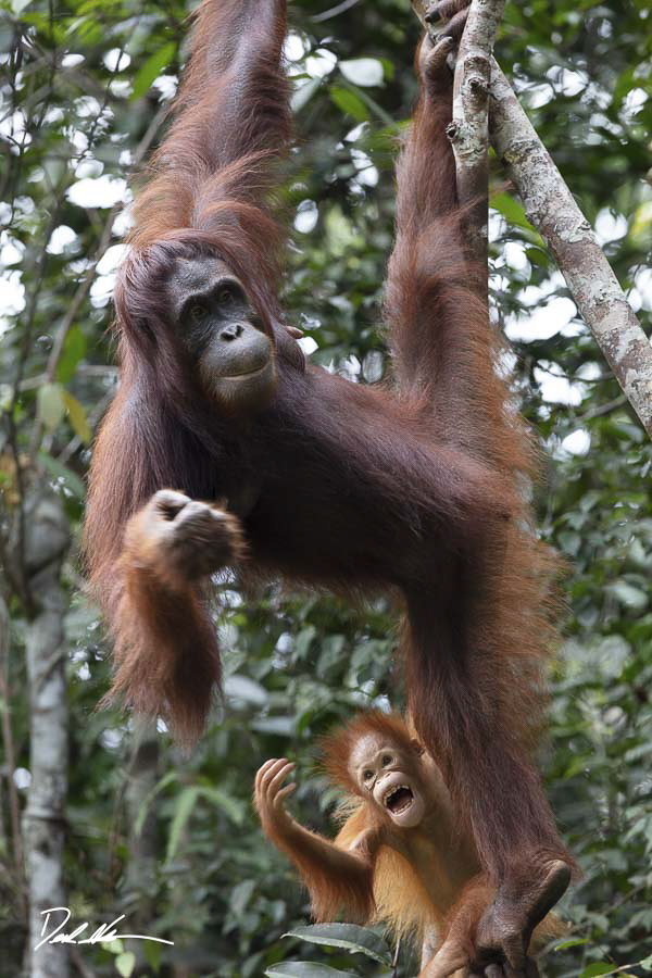 Orangutans hanging on branches