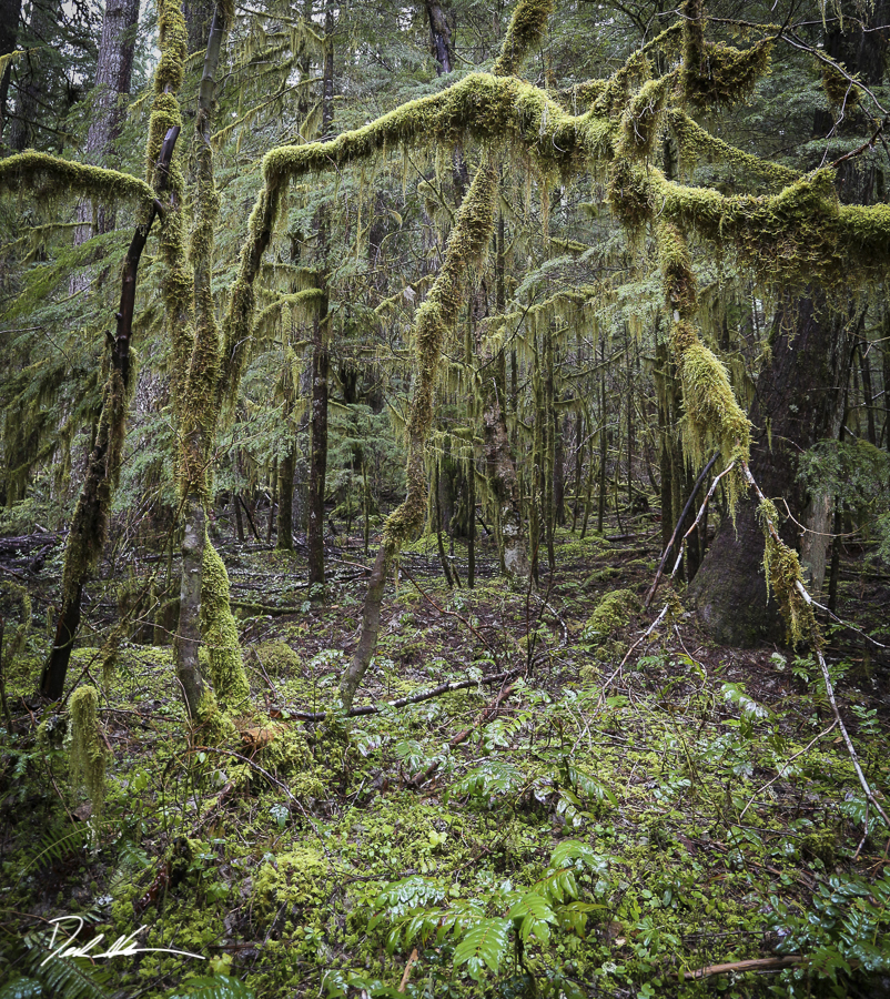 Mossy forest branches