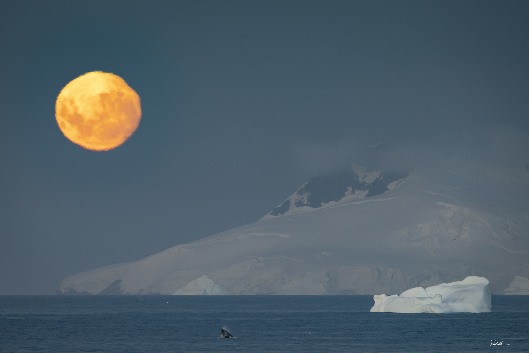 full moon rising over mountain with whale jumping in Antarctica