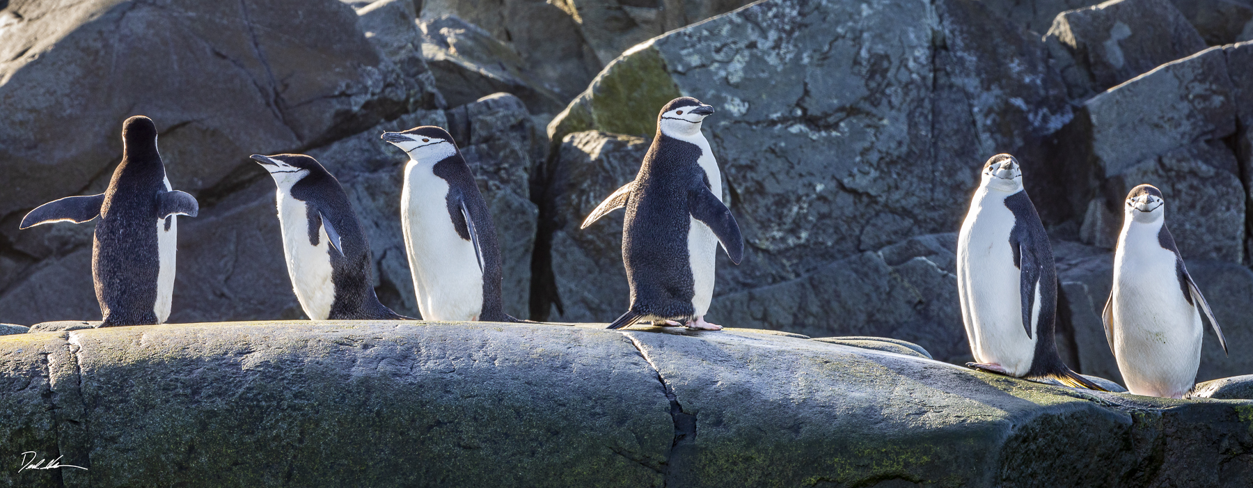 Chinstrap penguins on rocks
