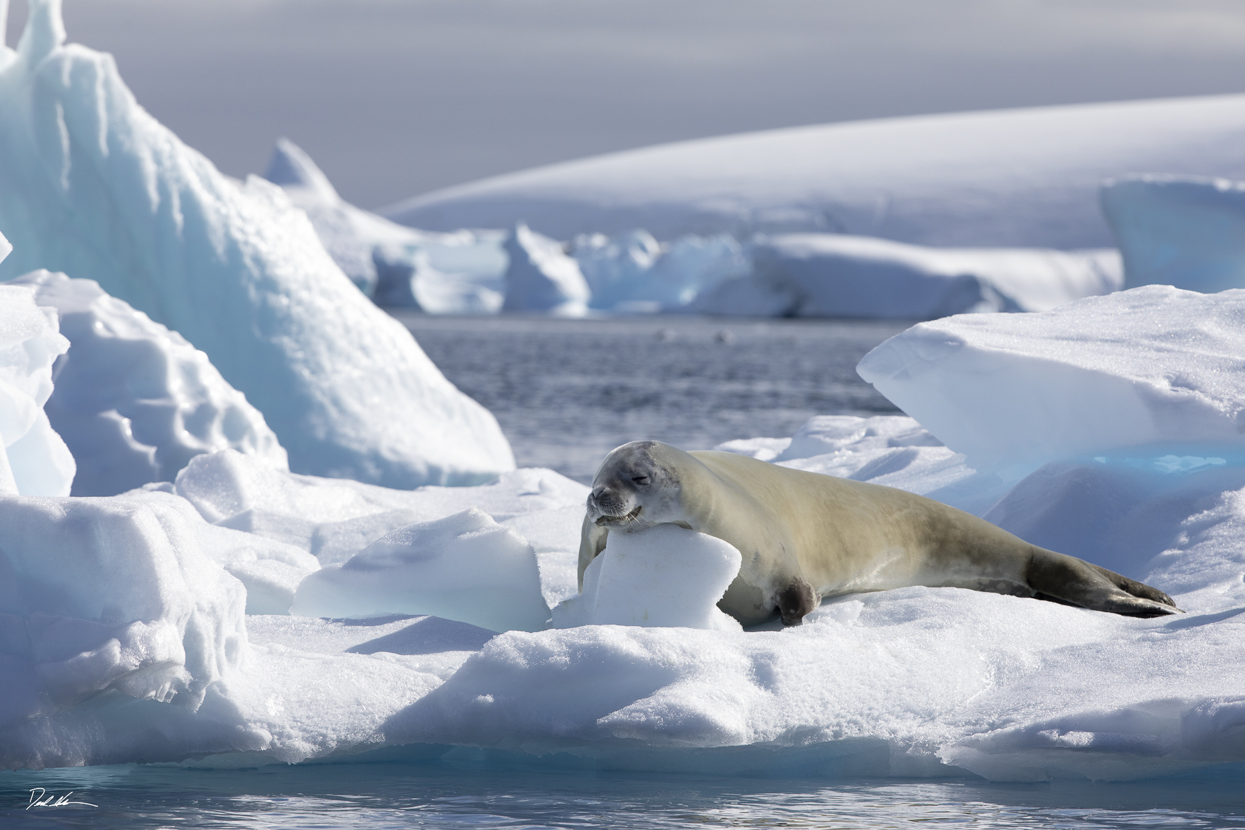 seal lying on ice