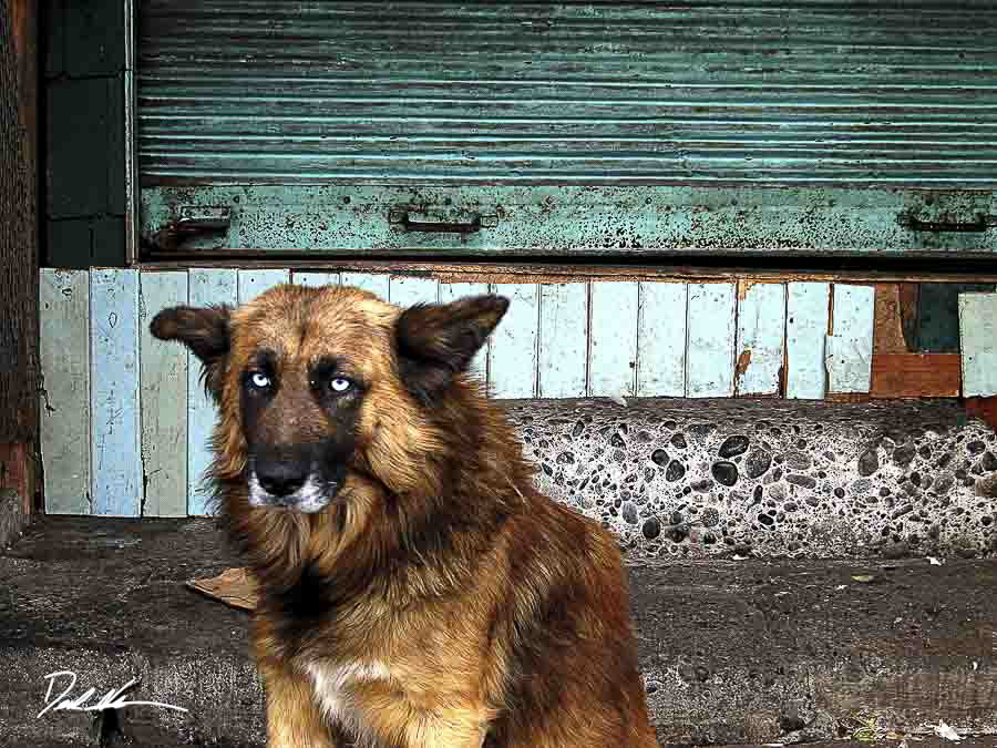 professional photo of dog