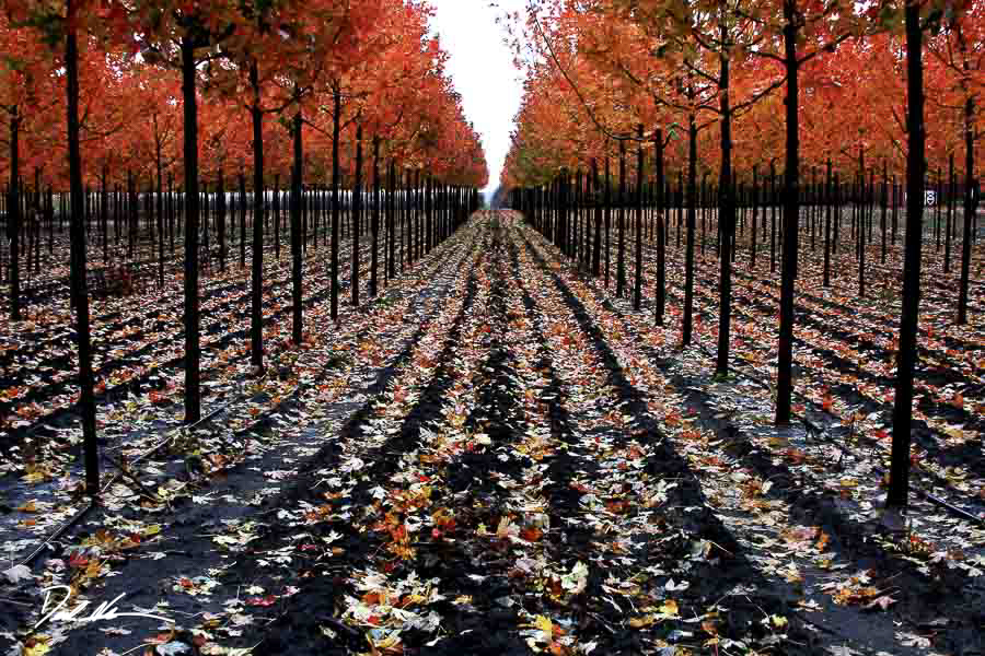 trees with orange leaves