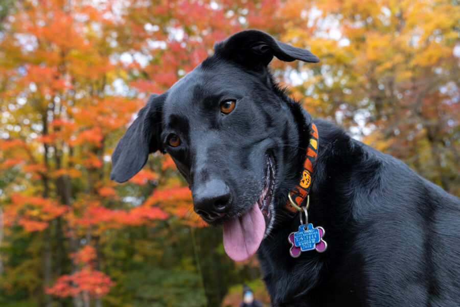 photo of a black dog against trees with fall colors