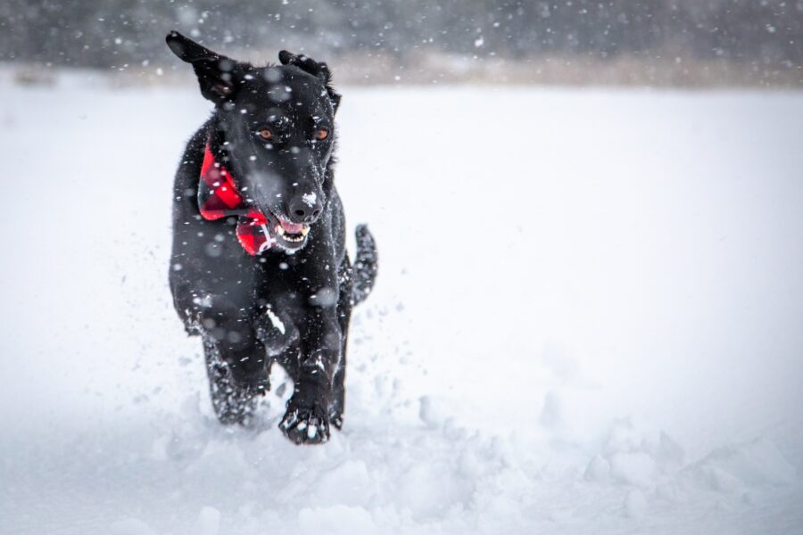 Photograph of dog running in the snow