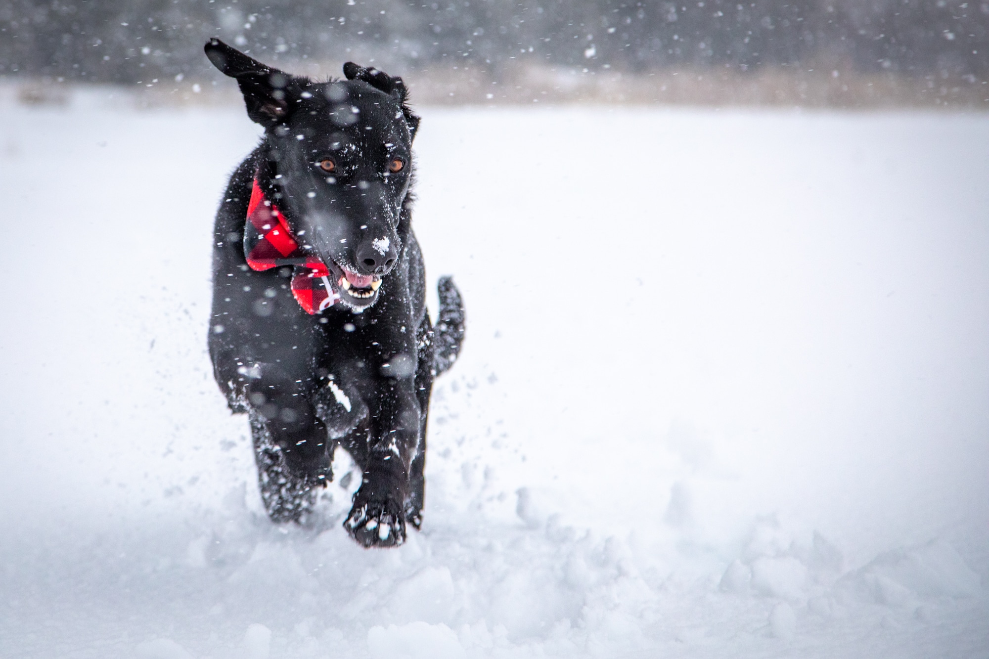 Photograph of dog running in the snow