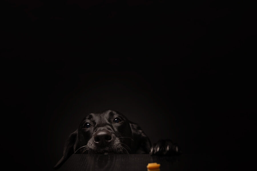 photo of a black dog against a black background trying to get a treat