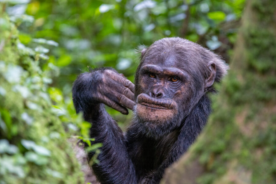 Photograph of a chimpanzee in Rwanda