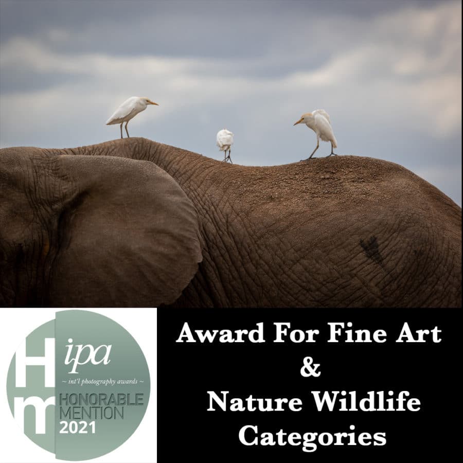 Award winning entry into the International Photography Awards of an elephant with three birds on its back