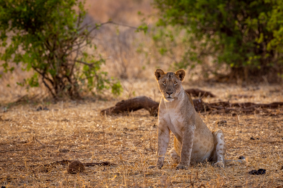 pregnant lion