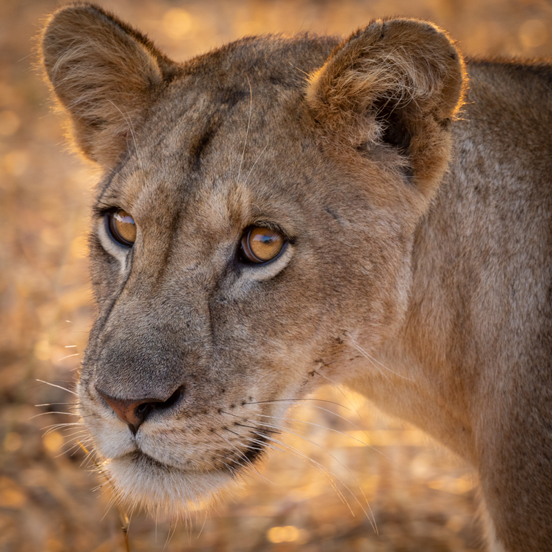 close up image of a female lion looking directly into the camera
