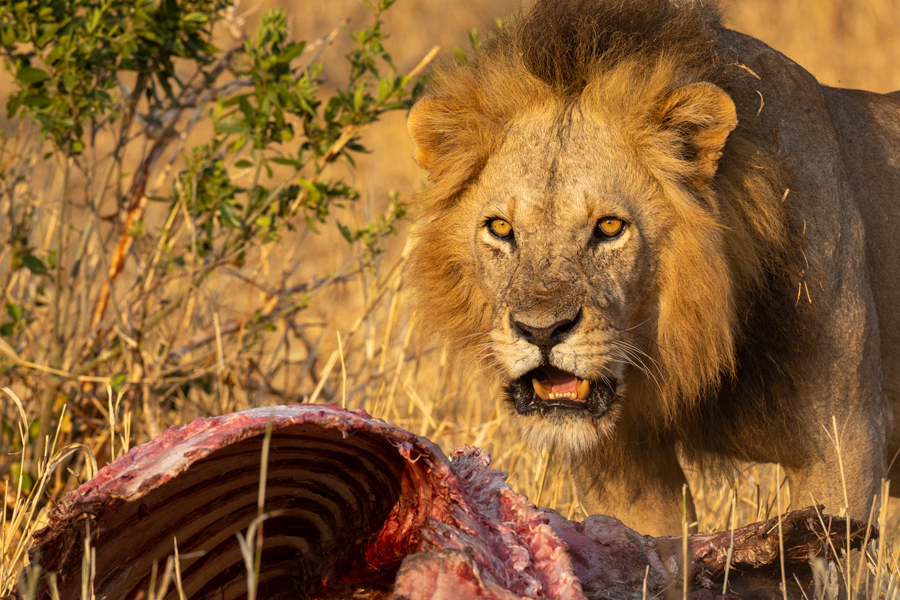 large male lion approaching an animal carcass for a meal in Tanzania