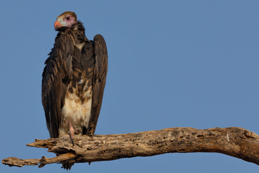 Vulture sitting on a horizontal branch looking over a lion kill in the Serengeti