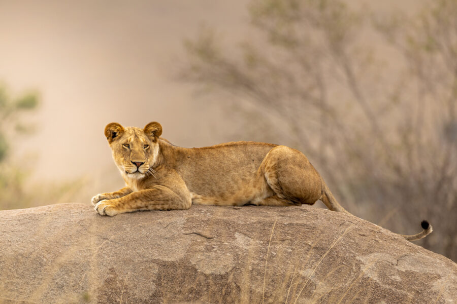 image of a female lion on a rock with soft light in the Serengeti National Park