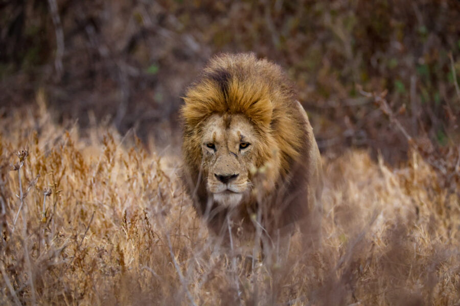 Photograph of a large male lion walking through the brush