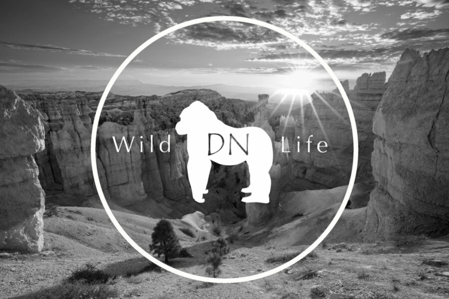 Derek Nielsen Photography Logo of a white gorilla placed over Bryce Canyon