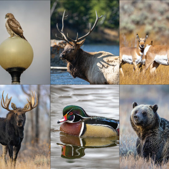 Derek Nielsen Gallery North American Wildlife