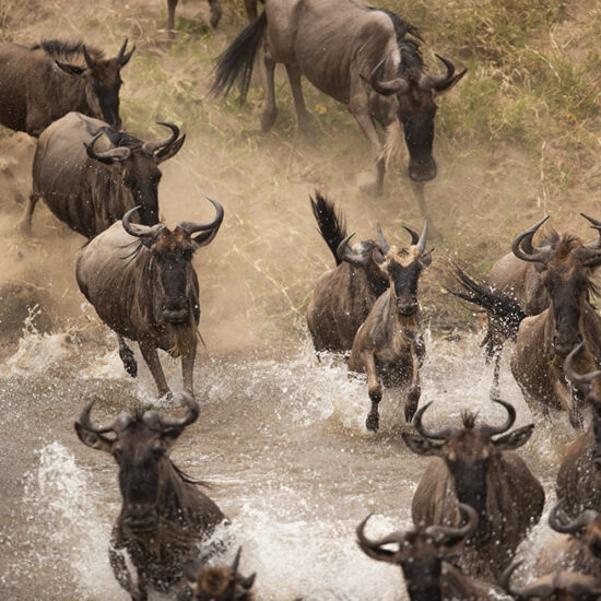 animals running through water