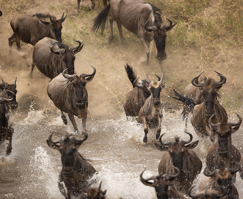 animals running through water