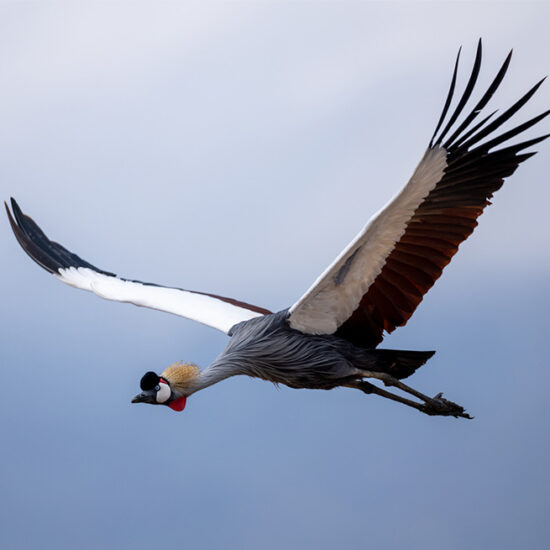 Bird soaring in the sky