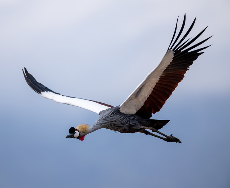 Bird soaring in the sky