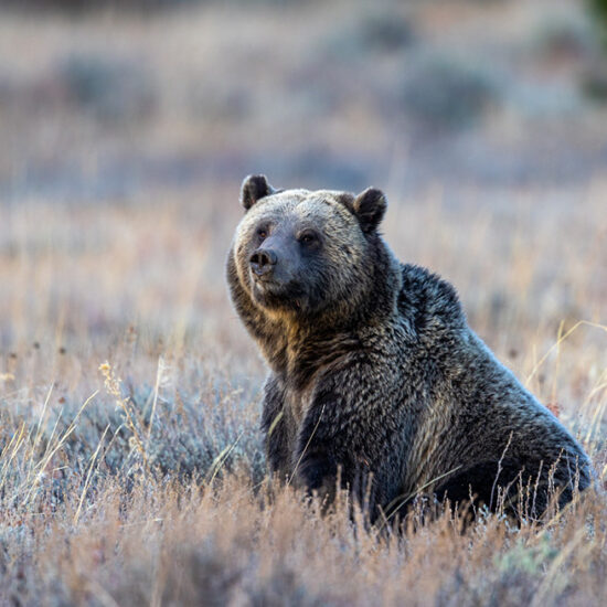 bear looking off in distance