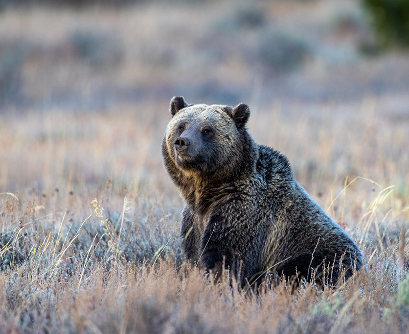 bear looking off in distance