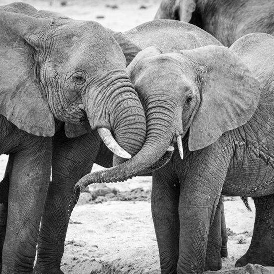 Elephants Hugging