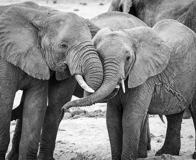 Elephants Hugging