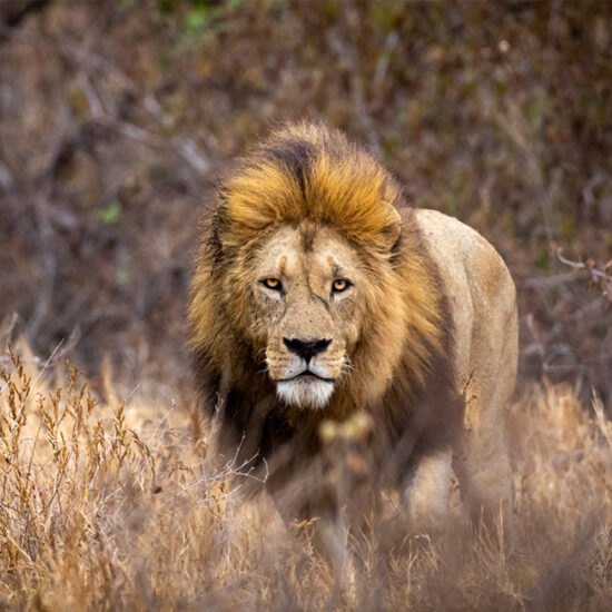 lion standing in tall grass