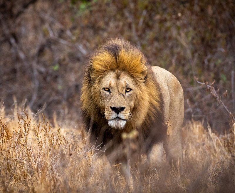 lion standing in tall grass
