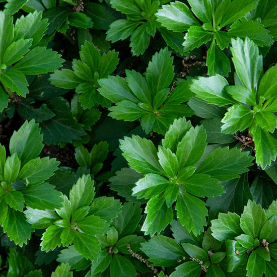 Green plants